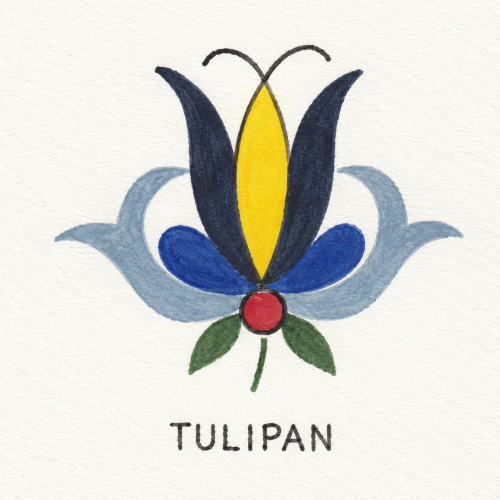 TULIPAN HAFT KASZUBSKI SZTORM