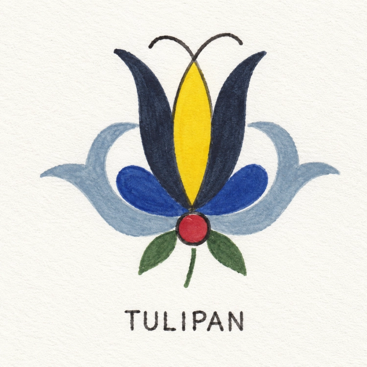 TULIPAN HAFT KASZUBSKI SZTORM